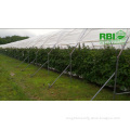 vegetable greenhouse tunnel greenhouse plastic greenhouse